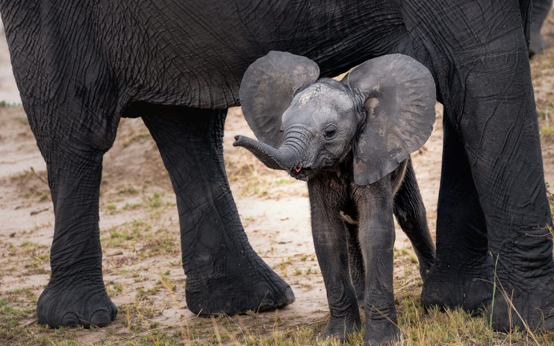 Elefanten zähmen: Oder warum Veränderung so schwer ist