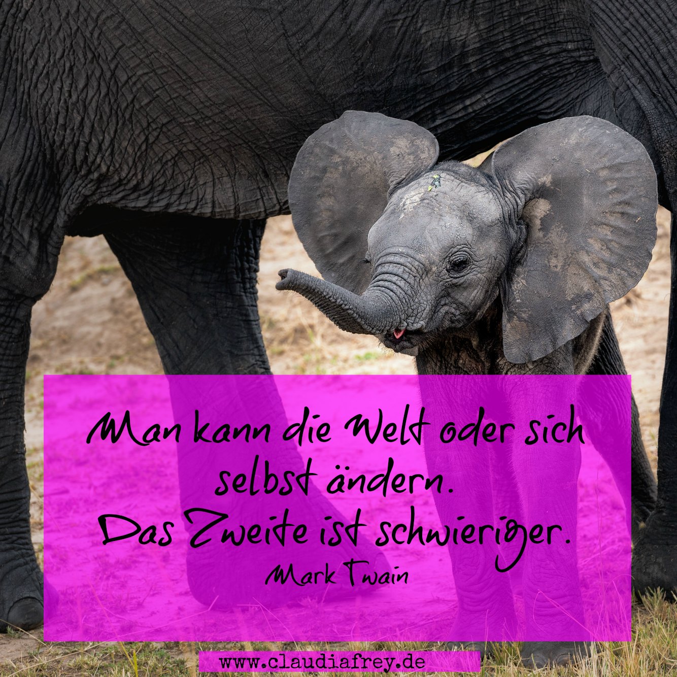 46+ Schöne Sprüche Elefanten, 145 nutzer haben danach gesucht